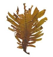 La fucoxantina HSN Blog