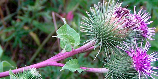 arctium-lappa