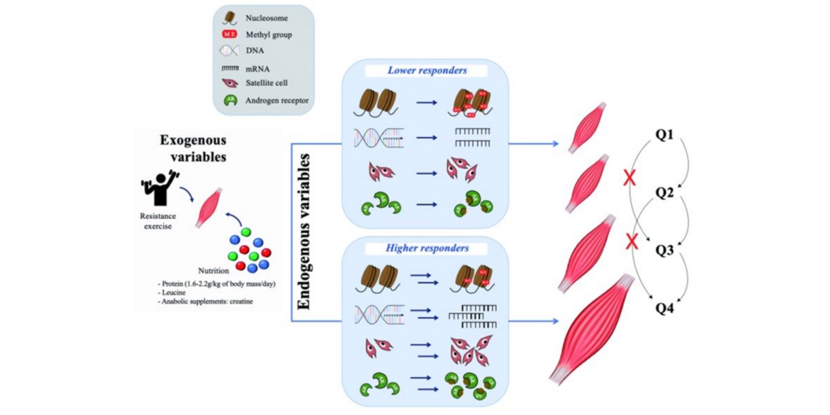 Consejos para ganar masa muscular