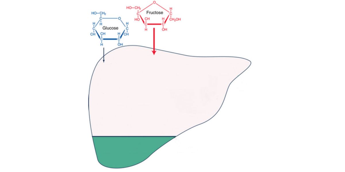 Glucosa vs Fructosa