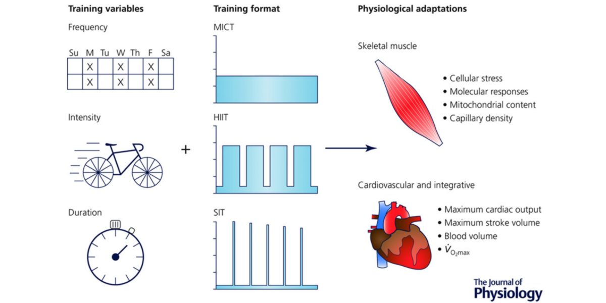 Adaptations physiologiques à l’entraînement