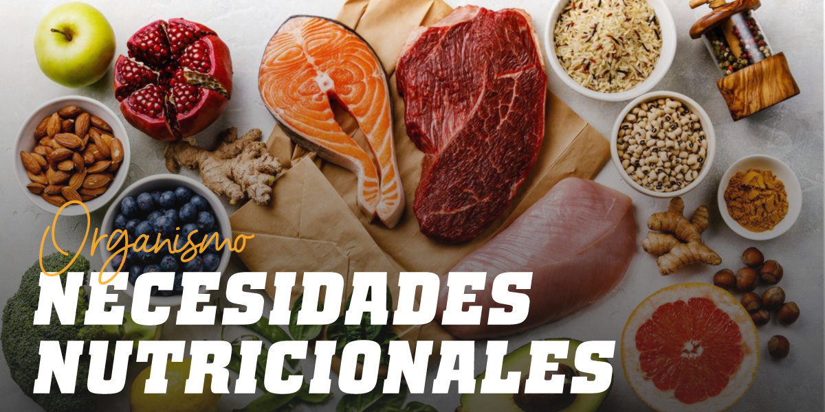 Necesidades Nutricionales del Organsimo – ¿Cuáles son? - HSN