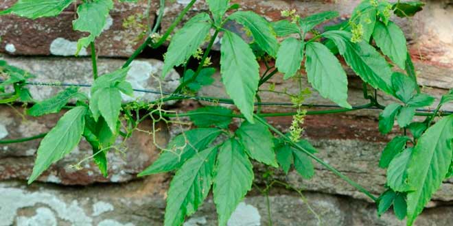 Los Beneficios de la Hierba Gynostemma Pentaphyllum Los Beneficios de la Hierba Gynostemma Pentaphyllum