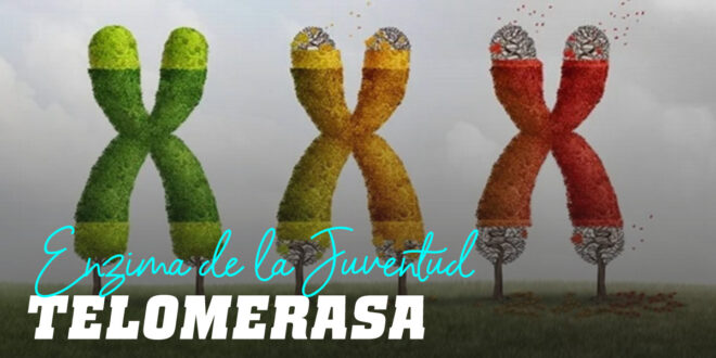 Telomerasa: Todo lo que Debes Conocer