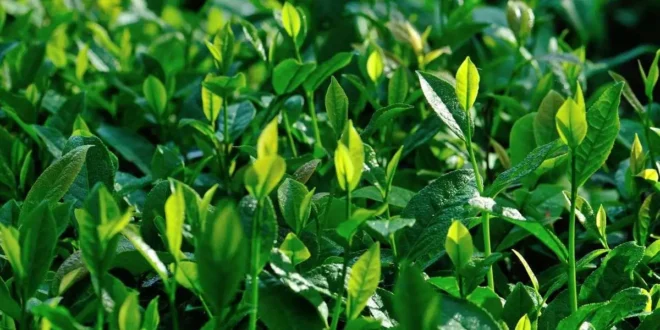 Aceite de árbol del Té, un gran aliado contra el acné Aceite de árbol del Té, un gran aliado contra el acné