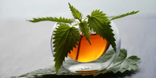 Ortiga verde para el organismo