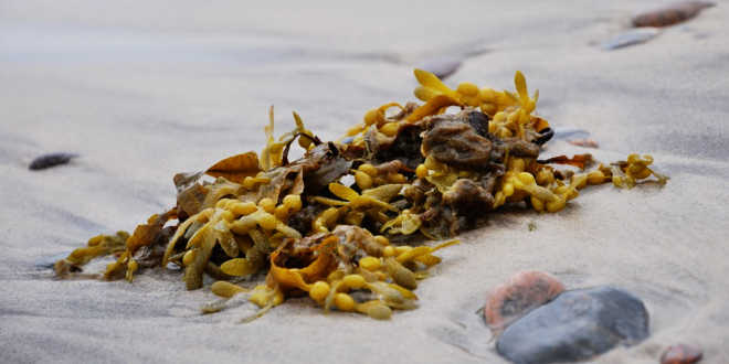 Beneficios algas fucus