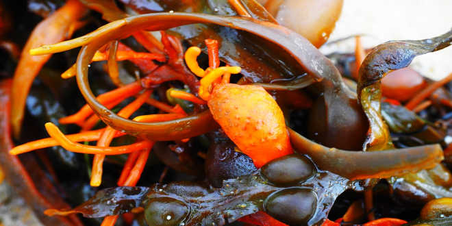 Usos alga fucus