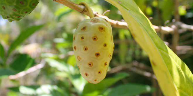 Fruta del Noni