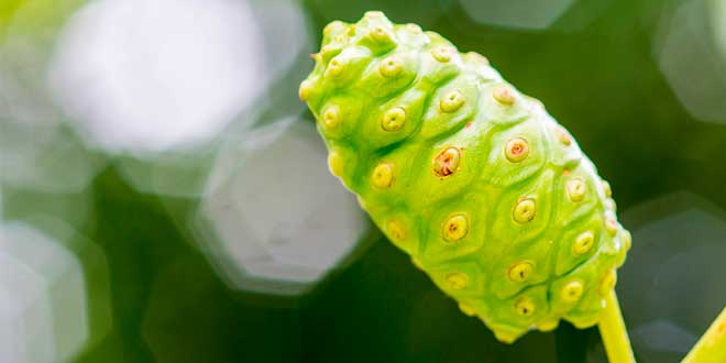 Planta de Noni