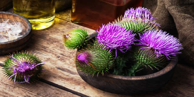 Beneficios cardo mariano Beneficios cardo mariano