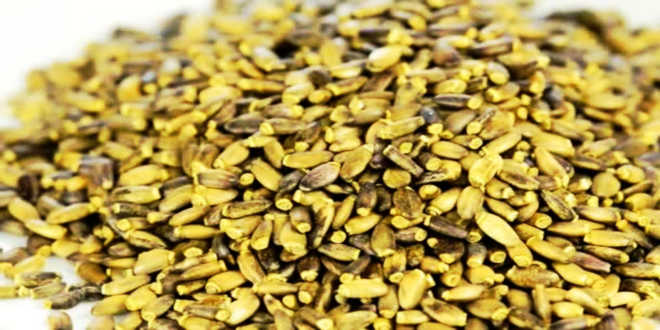 Semillas cardo mariano Semillas cardo mariano