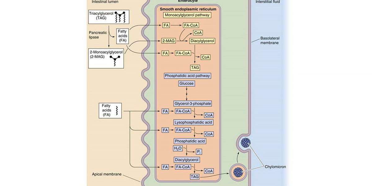 Absorption des lipides
