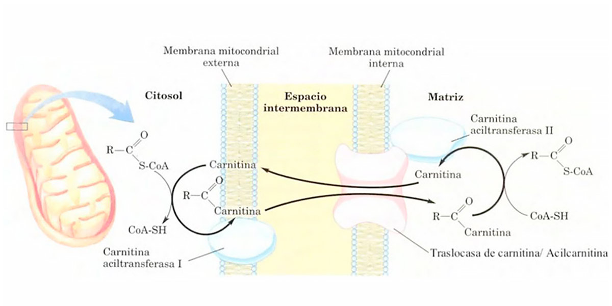 Transport mitochondrial