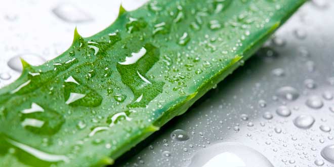 Aloe vera, la planta de la salud y la belleza