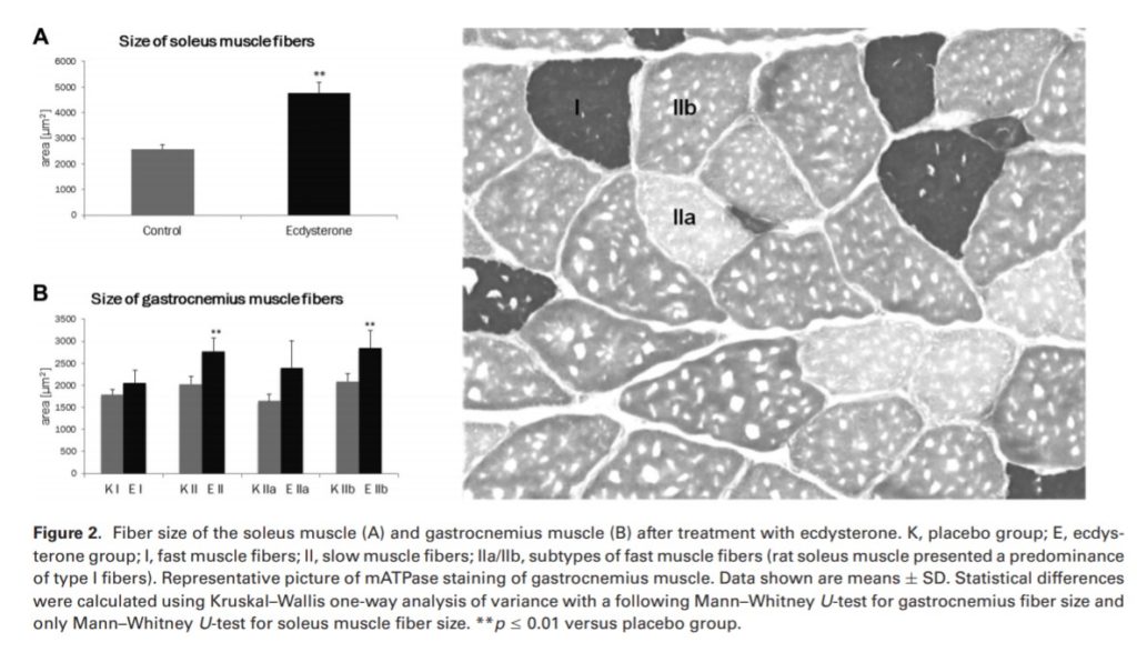 Ecdisterona Ecdisterona