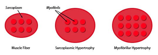 Hipertrofia Miofibrilar