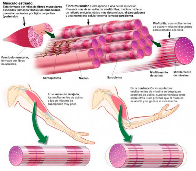 Contraccion muscular