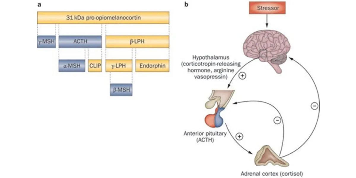 Biosíntesis de hormonas glucocorticoides y endorfinas Biosíntesis de hormonas glucocorticoides y endorfinas