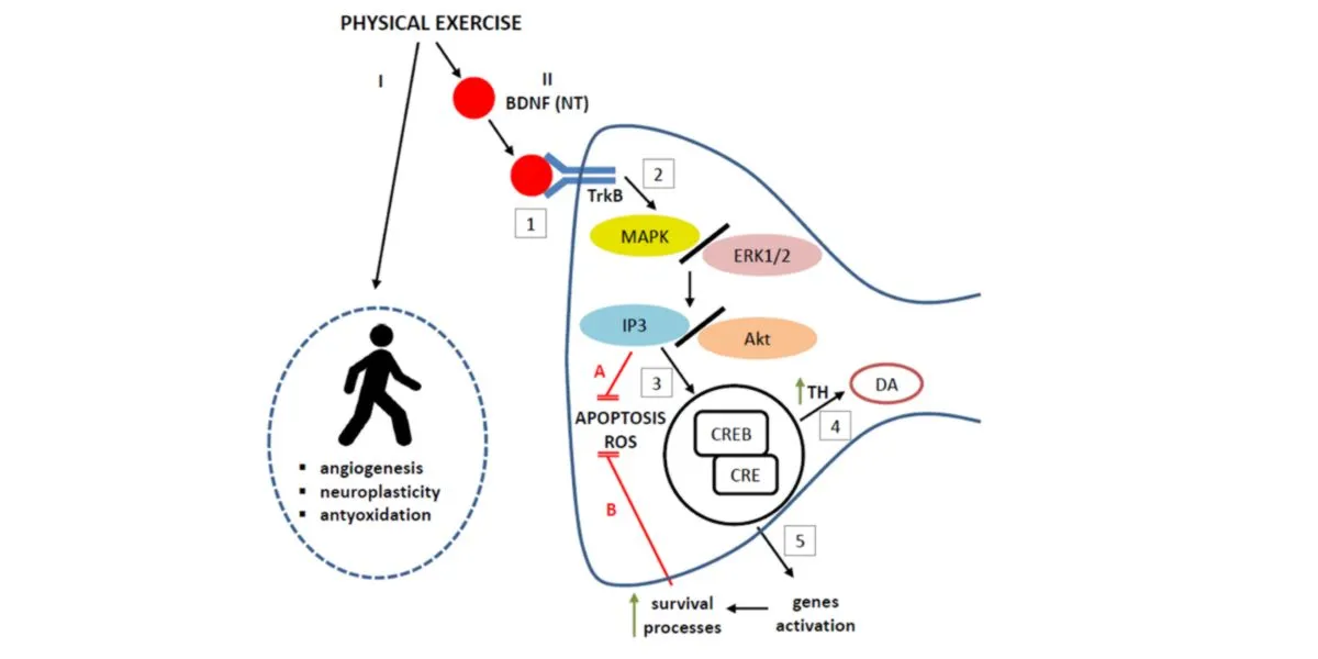 Neuroprotección Neuroprotección