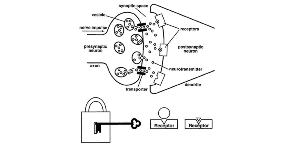 Endorfinas y sinapsis Endorfinas y sinapsis