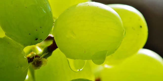 Uvas alimento depurativo Uvas alimento depurativo