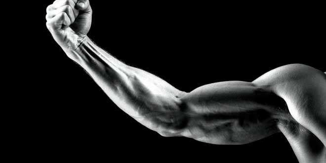 Taille du muscle