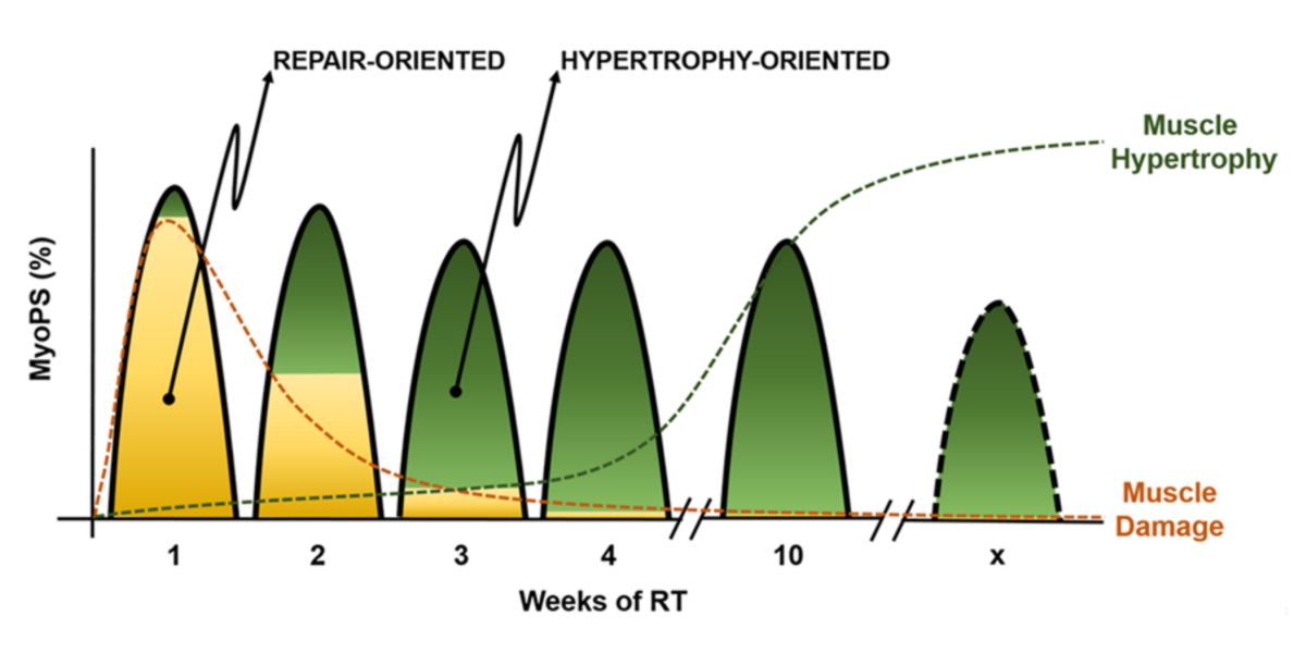 Evolución de la síntesis proteica en relación al daño muscular