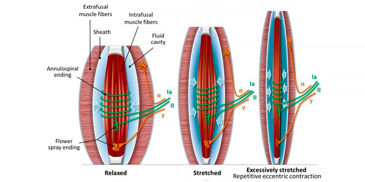 Tejido Muscoesquelético