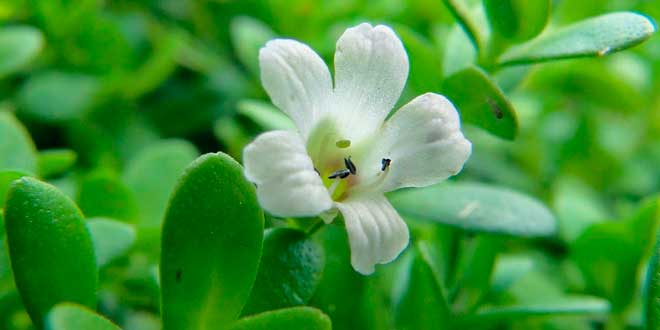 Bacopa