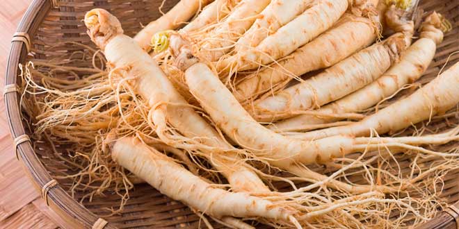 Ginseng