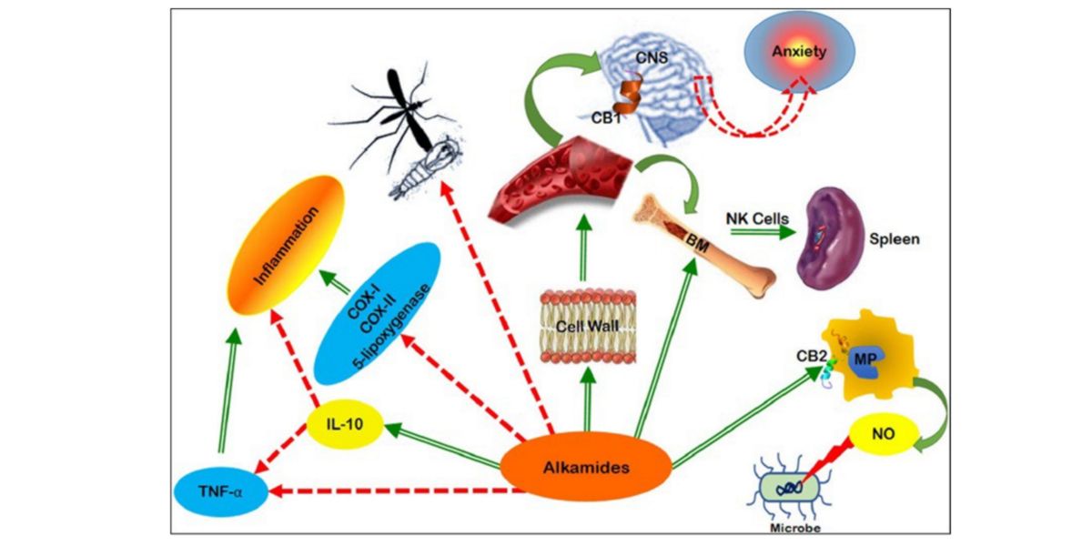 Effets de l’échinacée