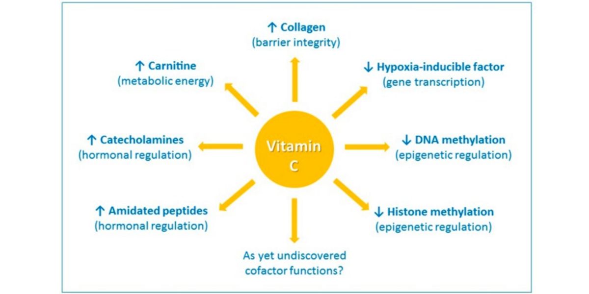 Effets de la vitamine C