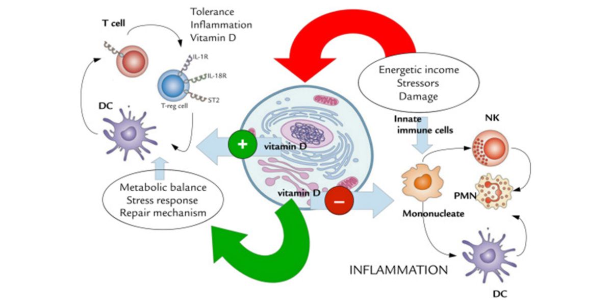 Effets de la vitamine D