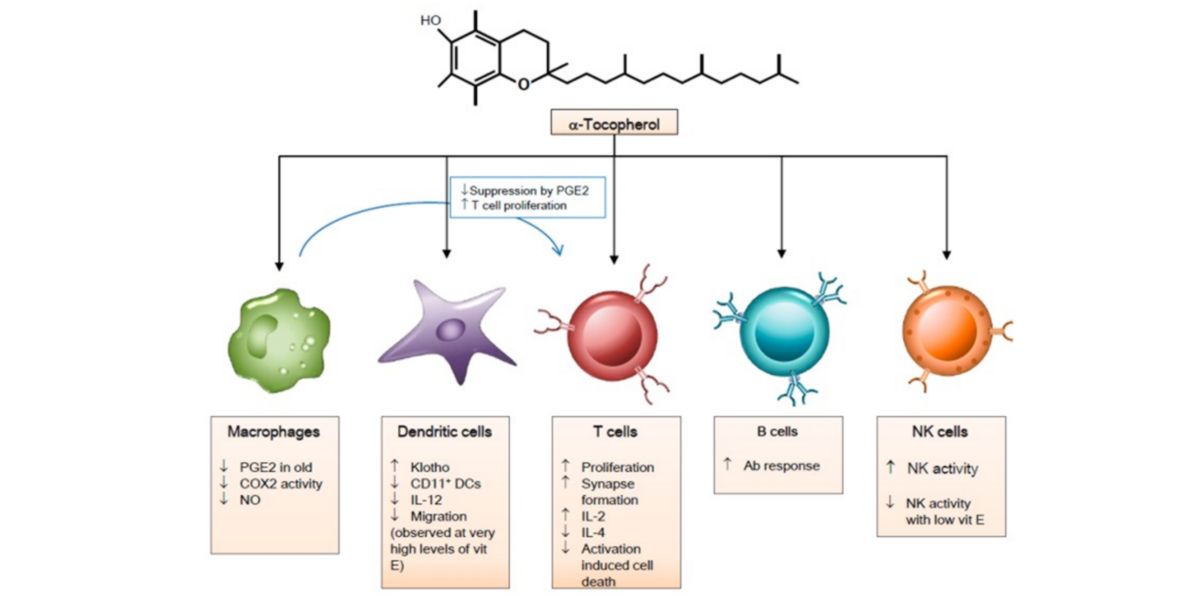 Effets de la vitamine E