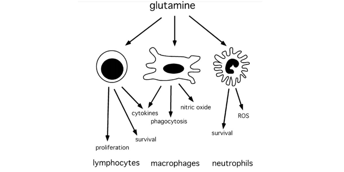 Glutamine dans l’organisme