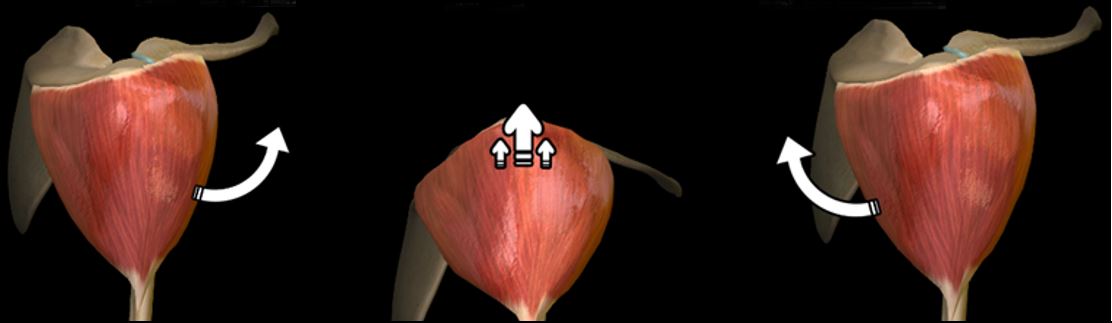 Mouvement scapulaire