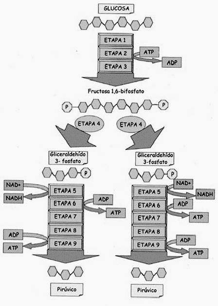 Glucolisis