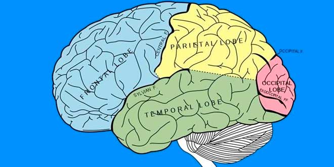 Zonas del Cerebro