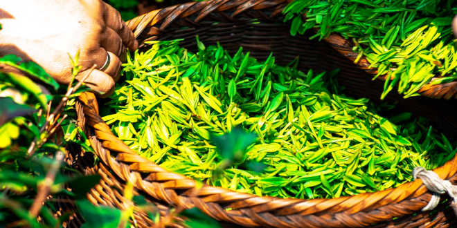 Beneficios Té Verde para el Organismo Beneficios Té