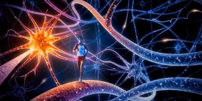 Beneficios del Ejercicio Físico para la Memoria y el Aprendizaje