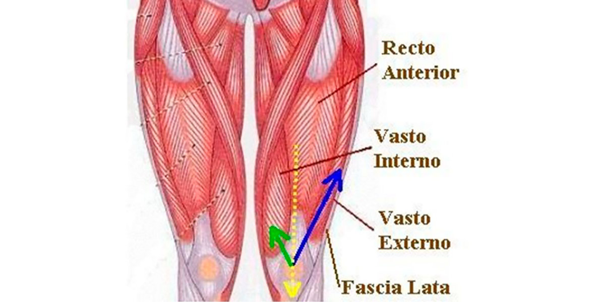 Miología