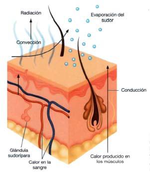 respuesta-fisiologica