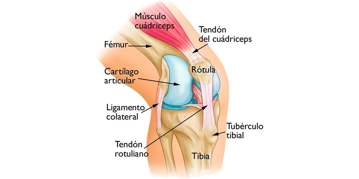 Rodilla