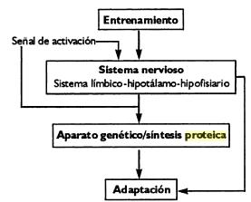 entrenamiento-adaptacion
