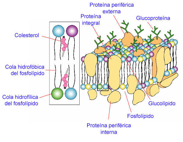 celula