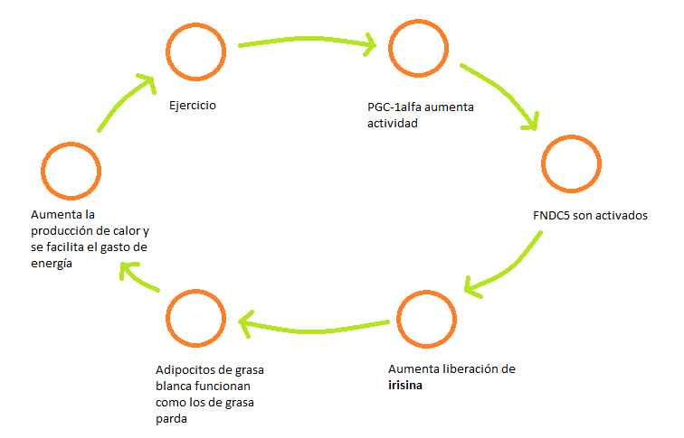 ciclo-irisina
