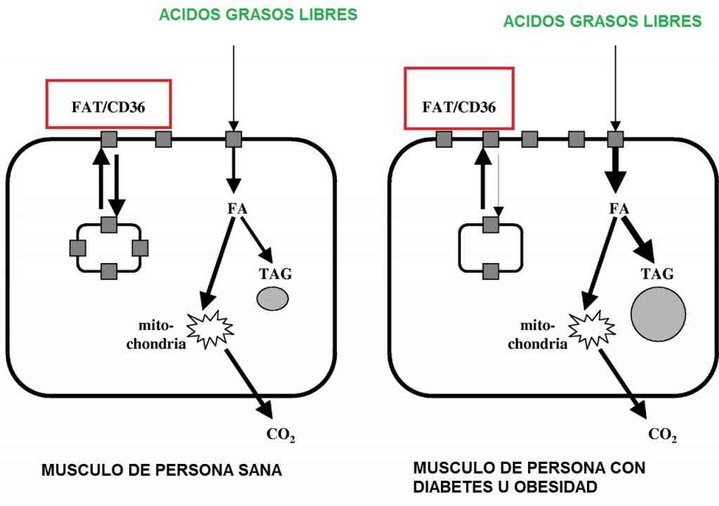 metabolismo-personas-sanas-vs-diabeticos