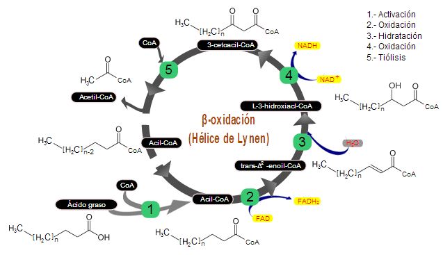 beta-oxidacion
