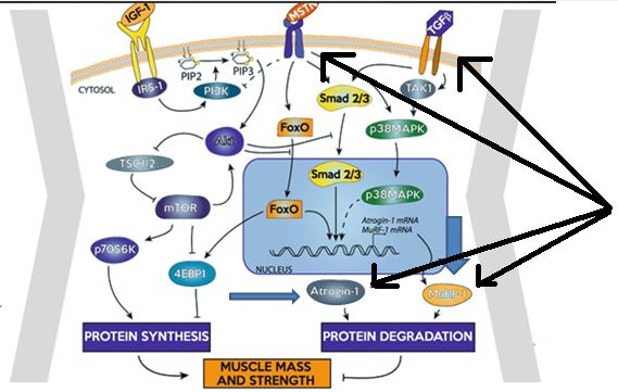 expresion-proteinas
